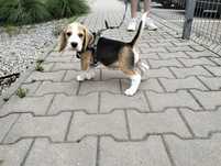 Beagle FCI suczka,ZKwP W-w 3000zl