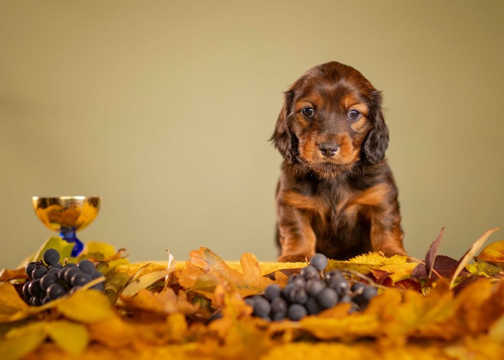 Miniaturowy długowłosy chłopczyk