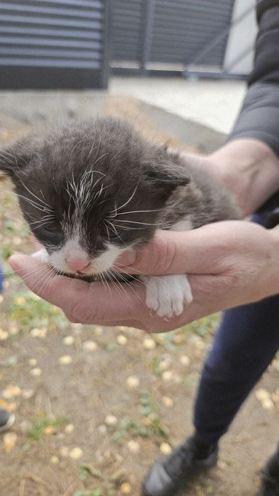 Oddam kociaki, 2 kotki, 1 kocurek