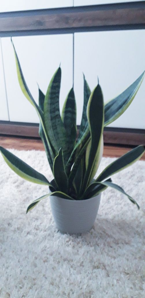 Sansevieria  - języki teściowej