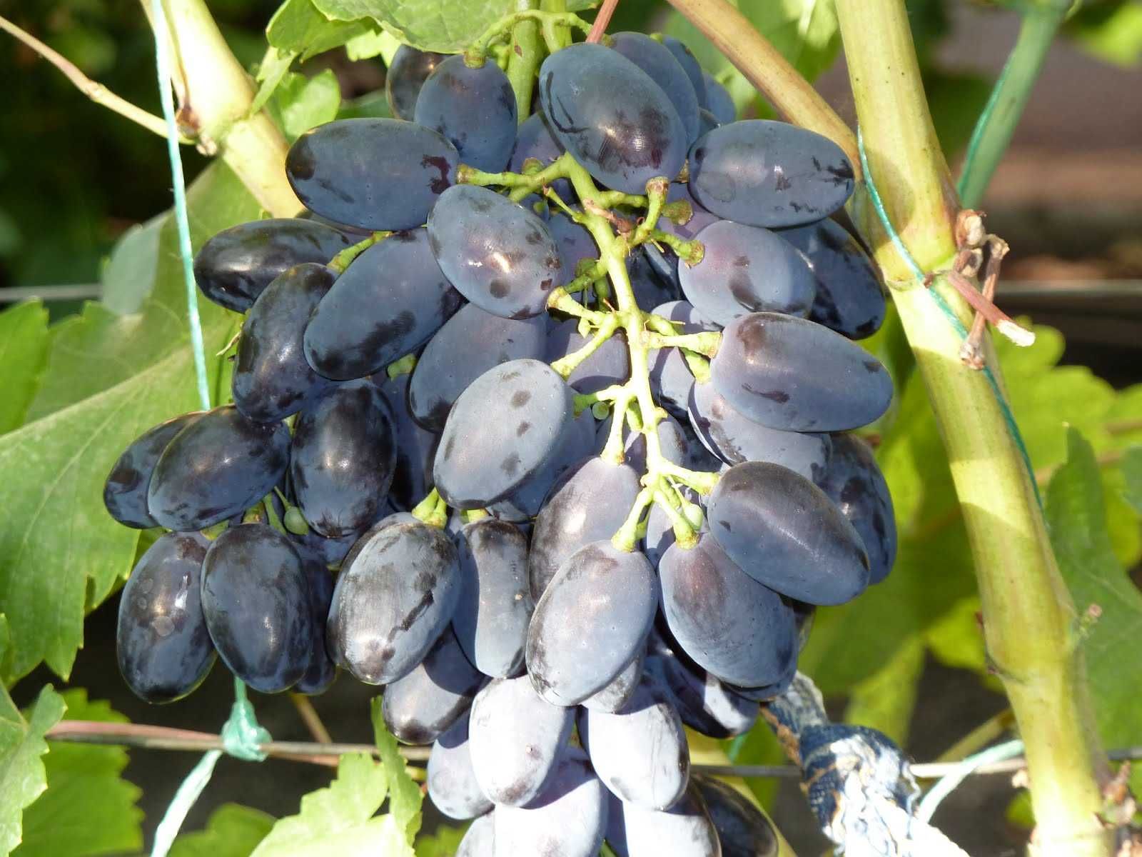 Sadzonki winorośli, odmiany przerobowe i deserowe.