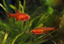 GB Bystrzyk Amandy (Hyphessobrycon Amandae)