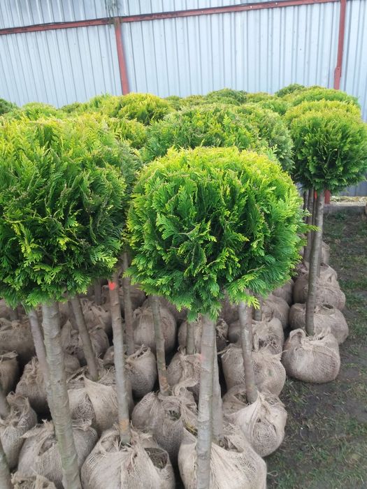 Tuja thuja szmaragd