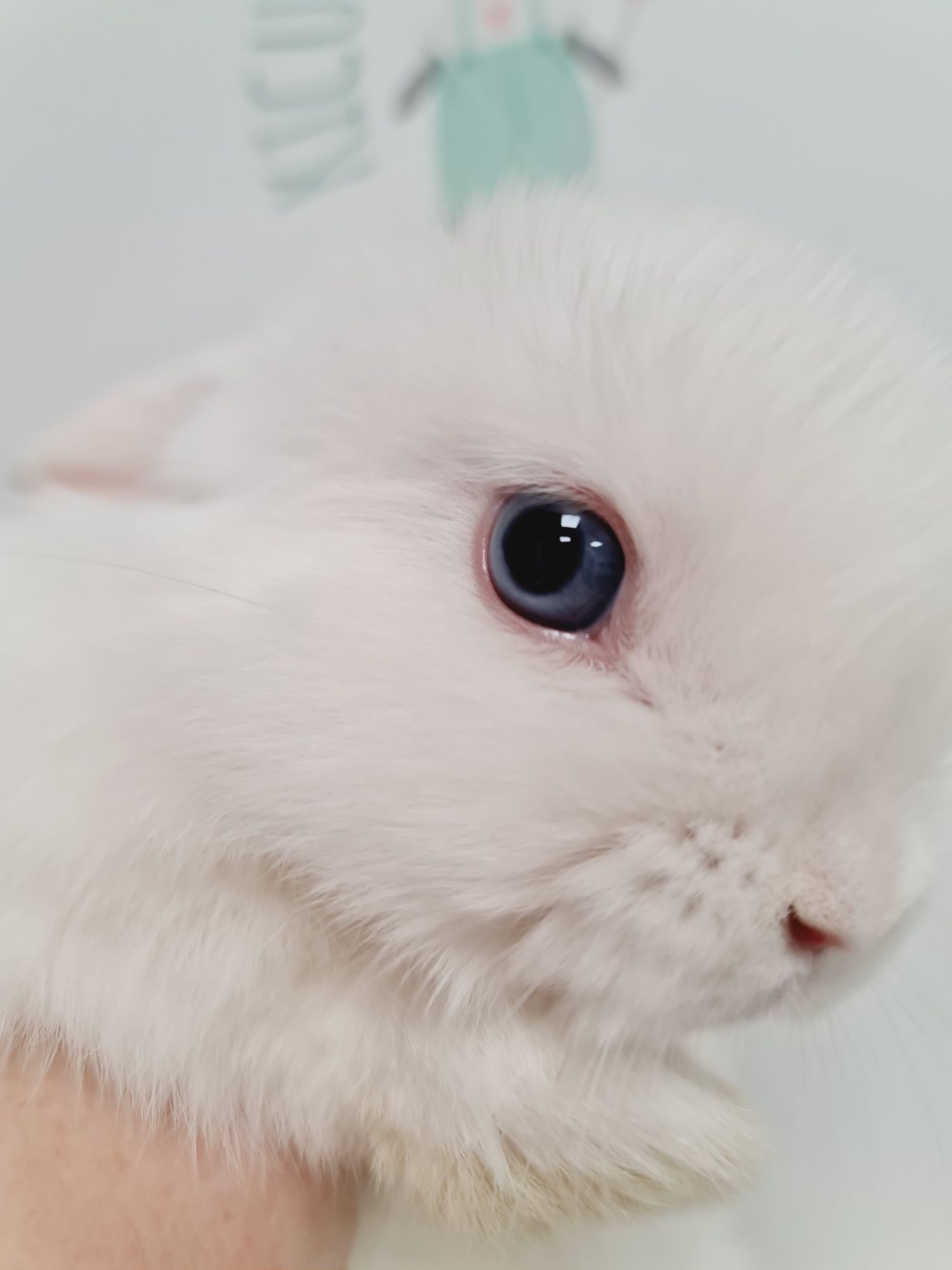Mini lop królik kroliczek miniaturka legalna hodowla, badania.
