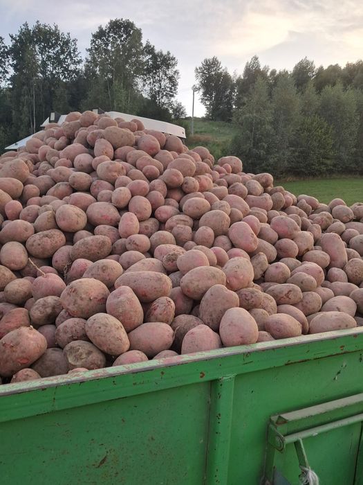 Ziemniaki na zimę  od rolnika