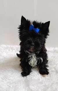 Black Yorkshire terrier