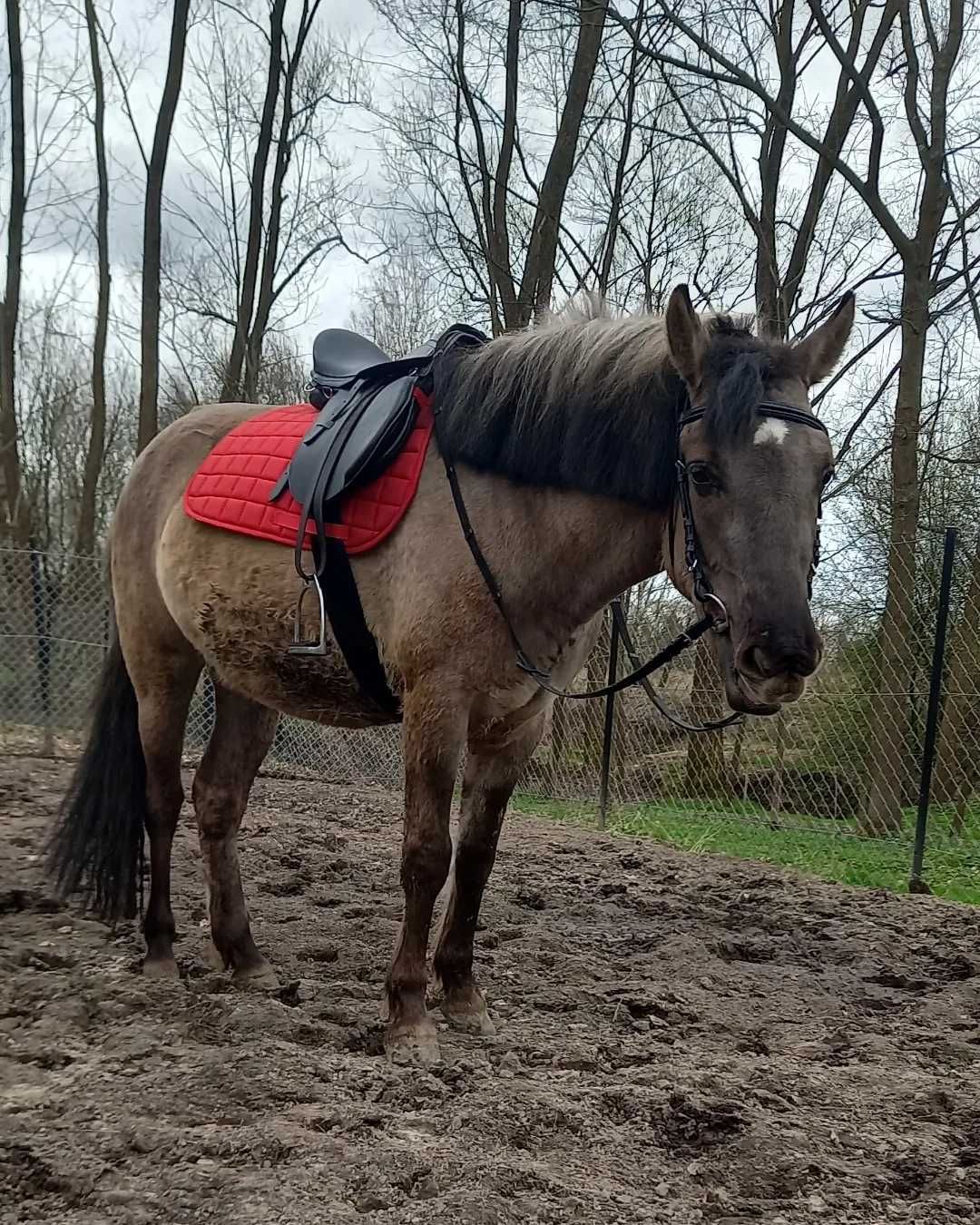 Konik Polski 3 lata Klacz