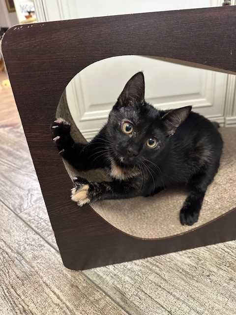 Чарівна дівчинка шукає родину.