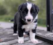 Border Collie pies samiec Roger przebadani rodzice