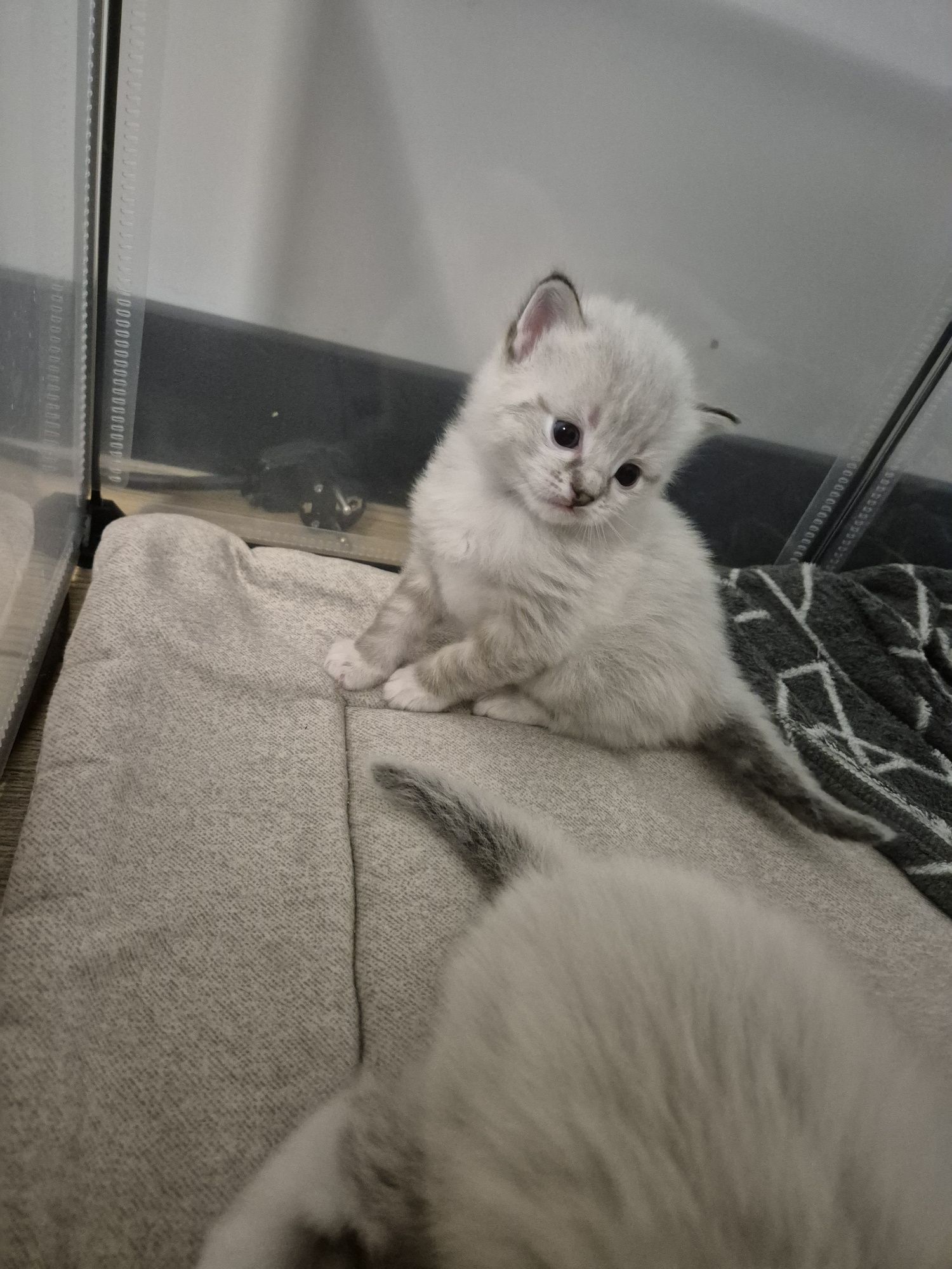 Kocurek ragdoll  FPL seal mitted tabby