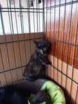 Sushi - Bebé para Adopção