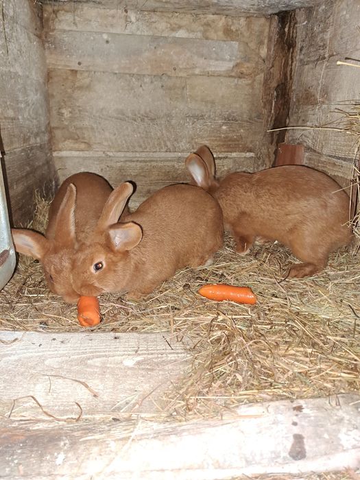 Sprzedam samiczkę rasy Nowozelandzki Czerwony