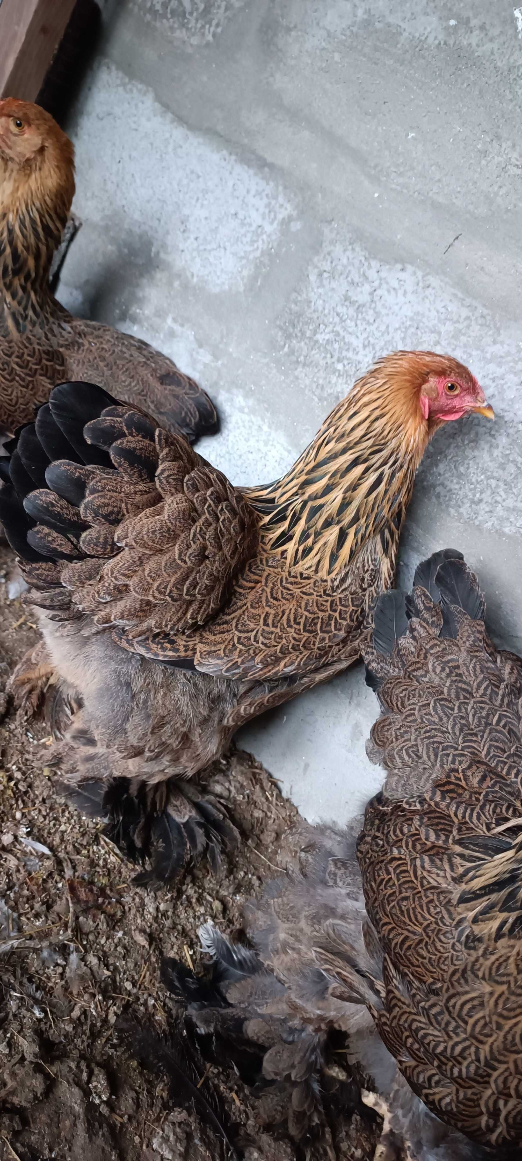 Ovos galinha Brahma Perdiz Gold