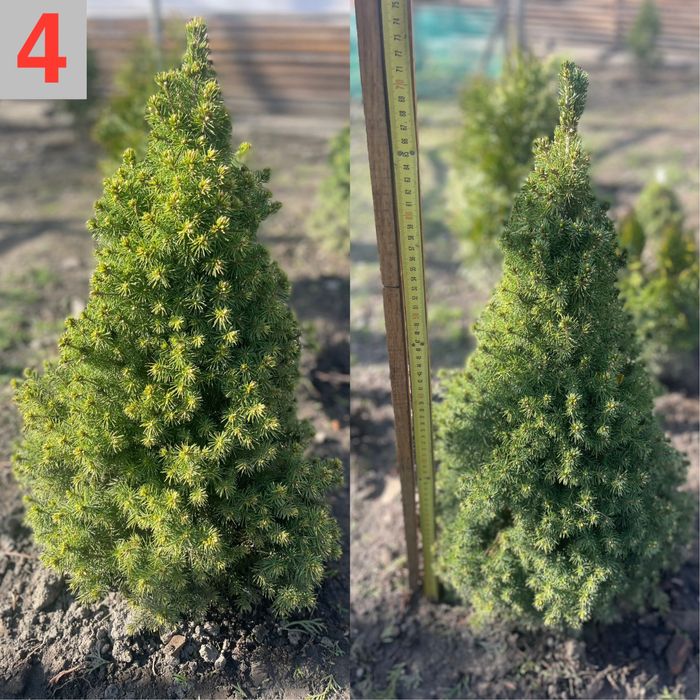 Туї смарагд на штамі, коніки, тиси, ялинки, бонсаї. Рослини для декору