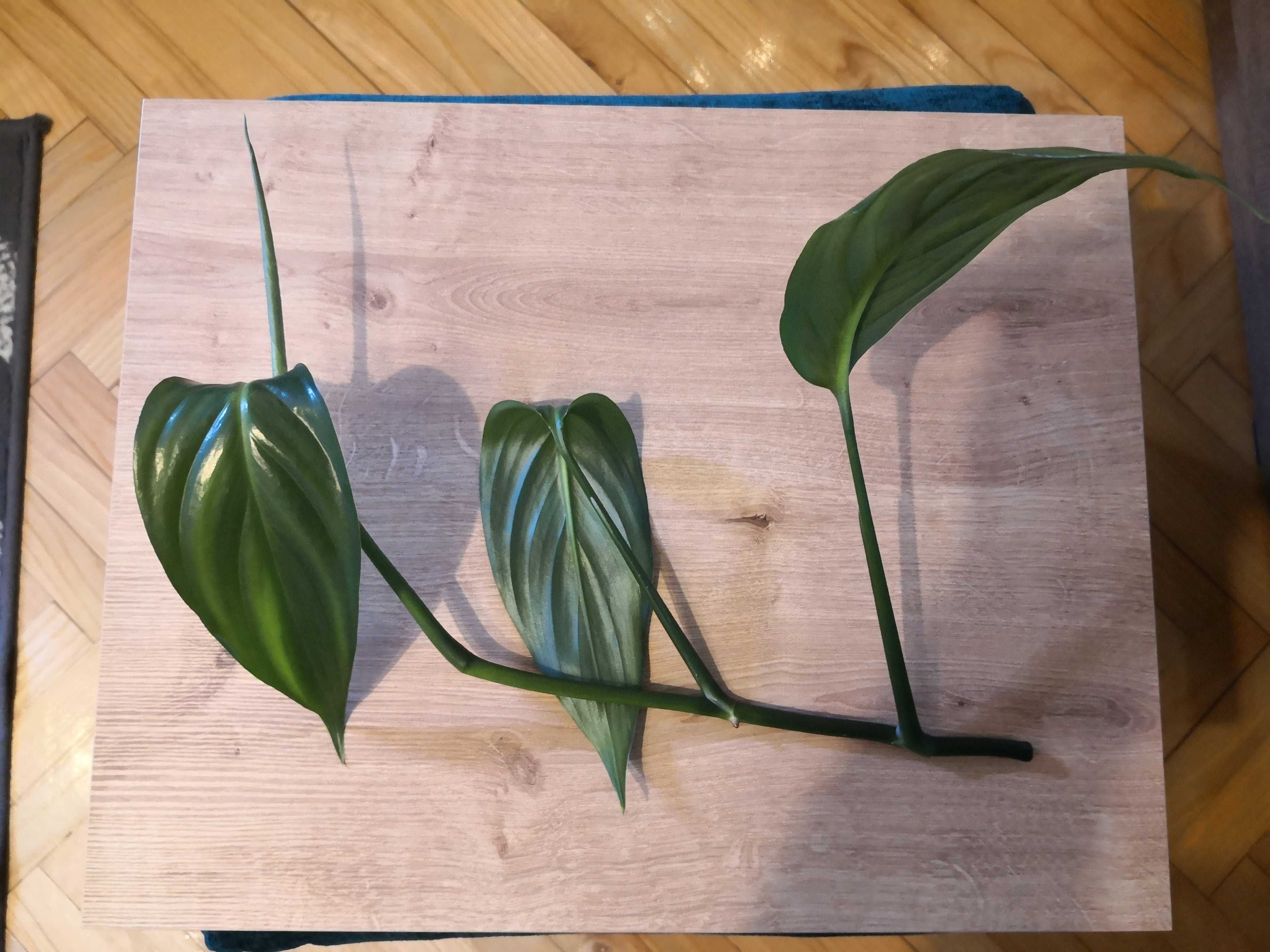 Philodendron sp. papua new guinea
