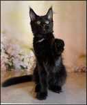 Koteczka Maine Coon do adopcji