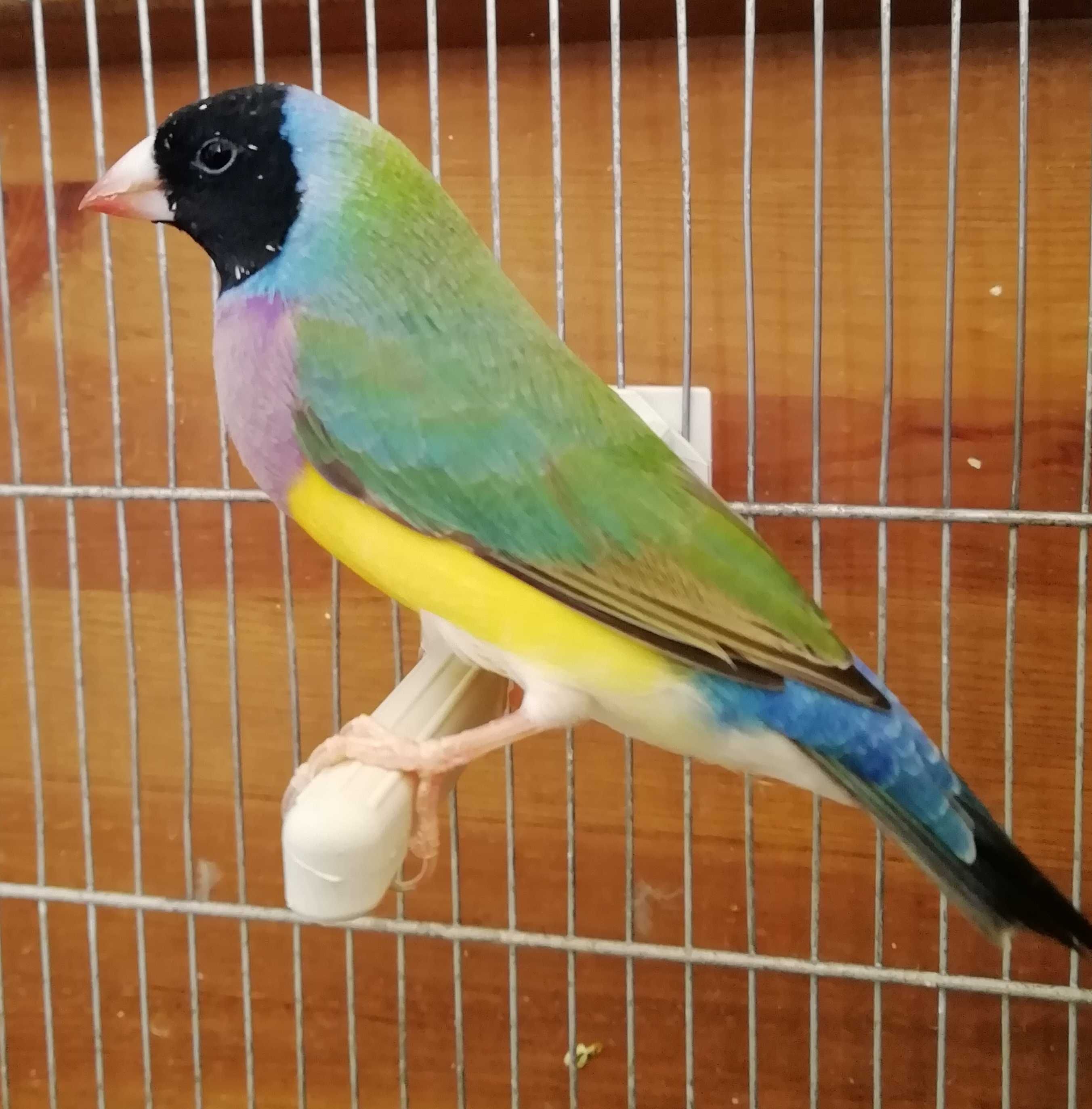 Diamante Gould Macho c/anilha 2025