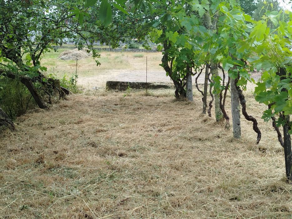 Limpeza de Terrenos, ruínas, mato junto a residências, etc