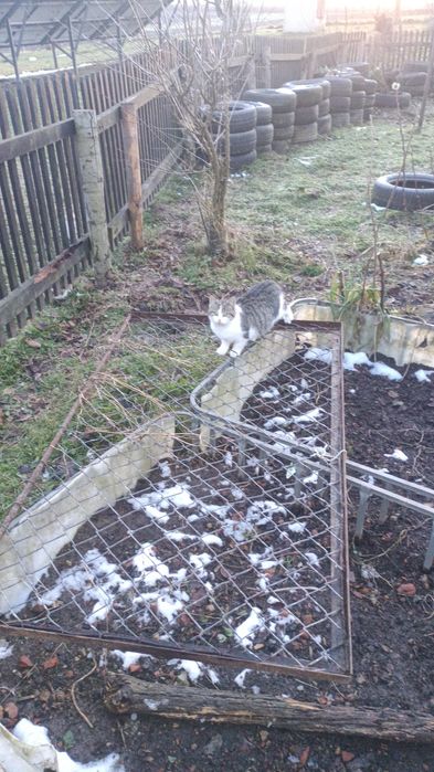 Oddam za darmo kotki