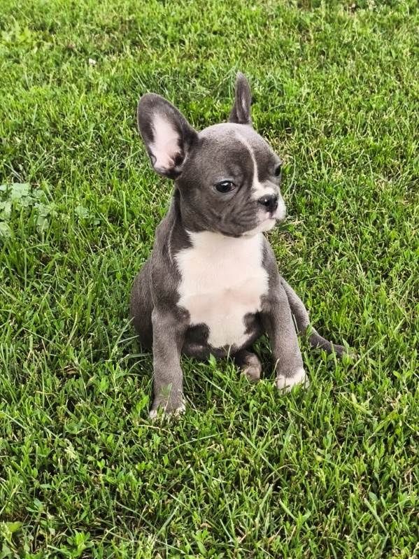 Buldog francuski blue