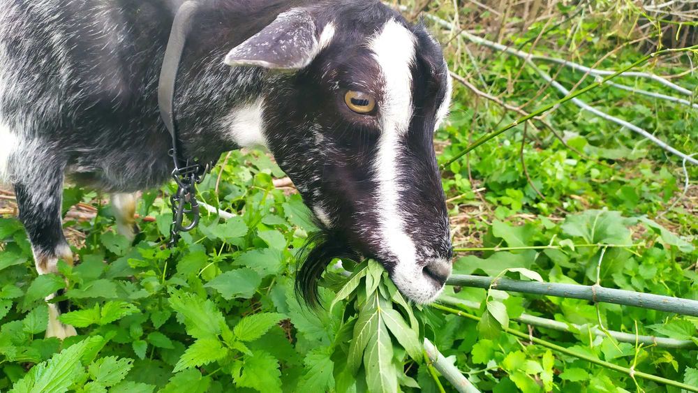 Коза дійна 2 роки