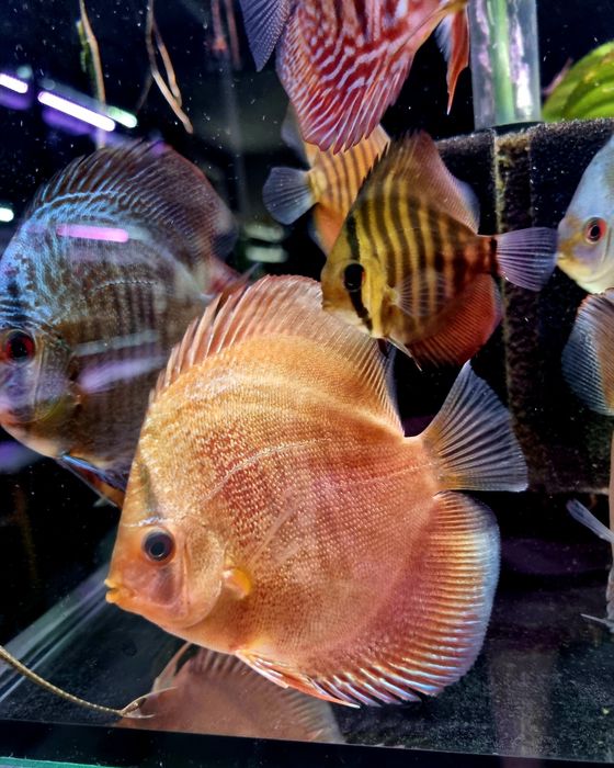 Paletka dyskowiec snake skin