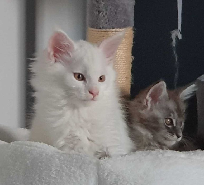 Maine Coon biały hodowla FPL