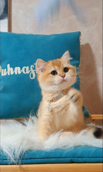 Золота британська шиншила ny12