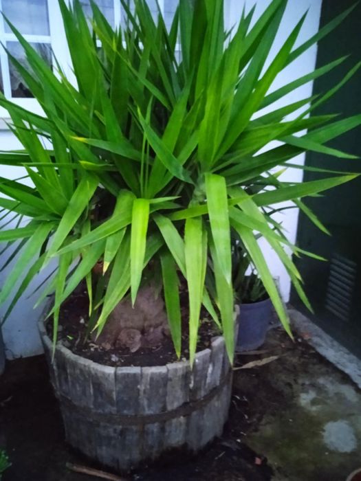 Vendo yuca grande  e muito bonita