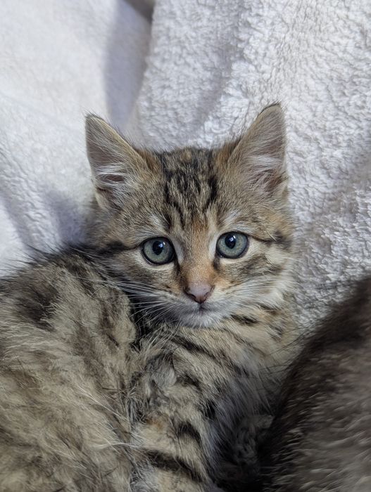 Кошенята, котики. Самбір