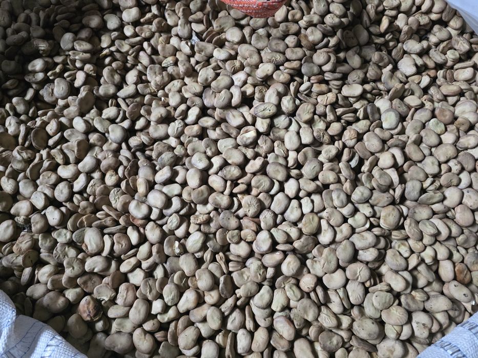 Bób Bizon - rok po centrali