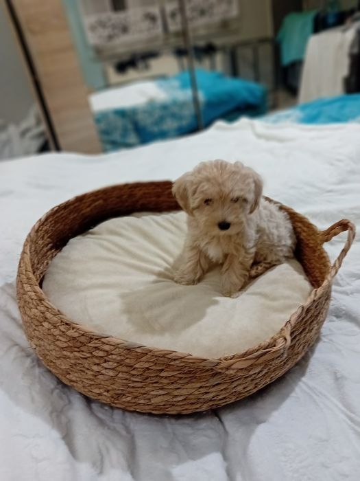Maltipoo ,maltańczyk &pudel toy suczka
