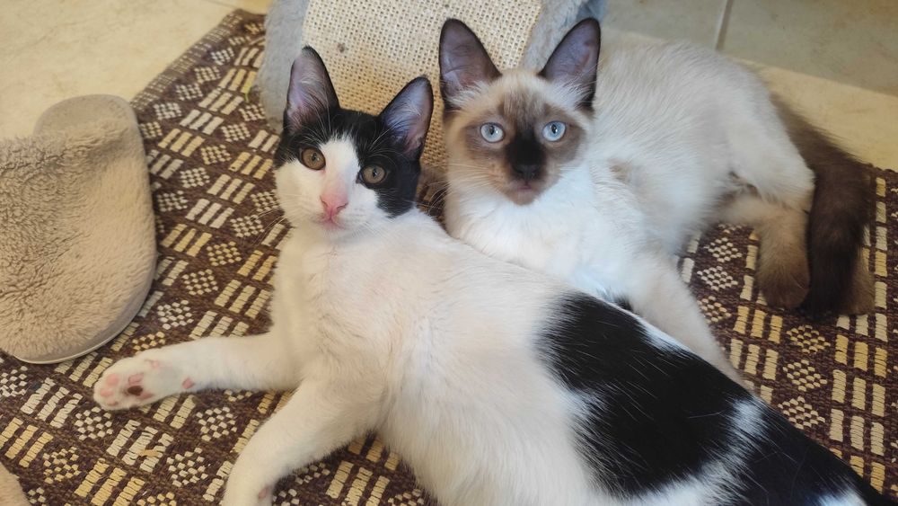 Gatinhos para adoção em conjunto