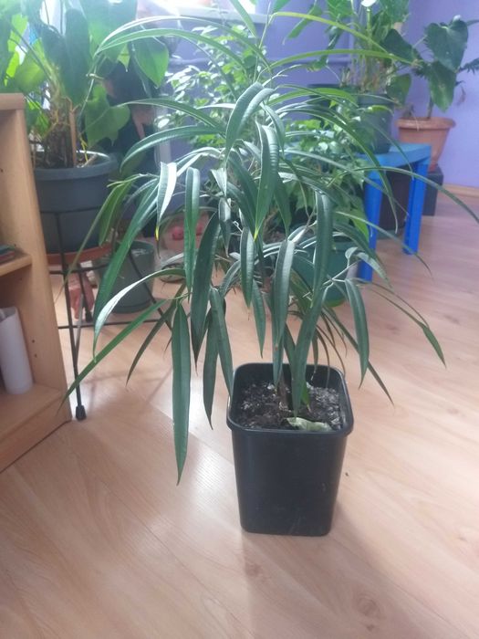sprzedam 2 fikusy rzadkiej odmiany o długich wąskich  liści