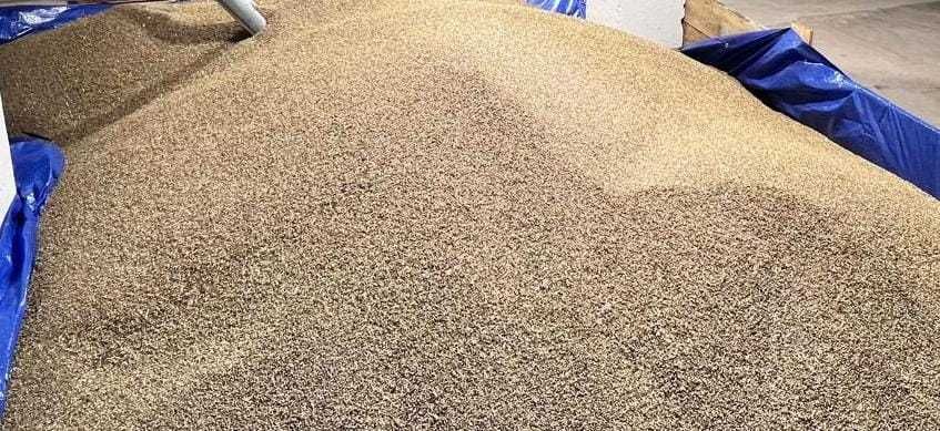 Konopie siewne Henola – nasiona CERTYFIKOWANE