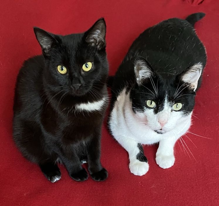 Кішка Белла в пошуку родини