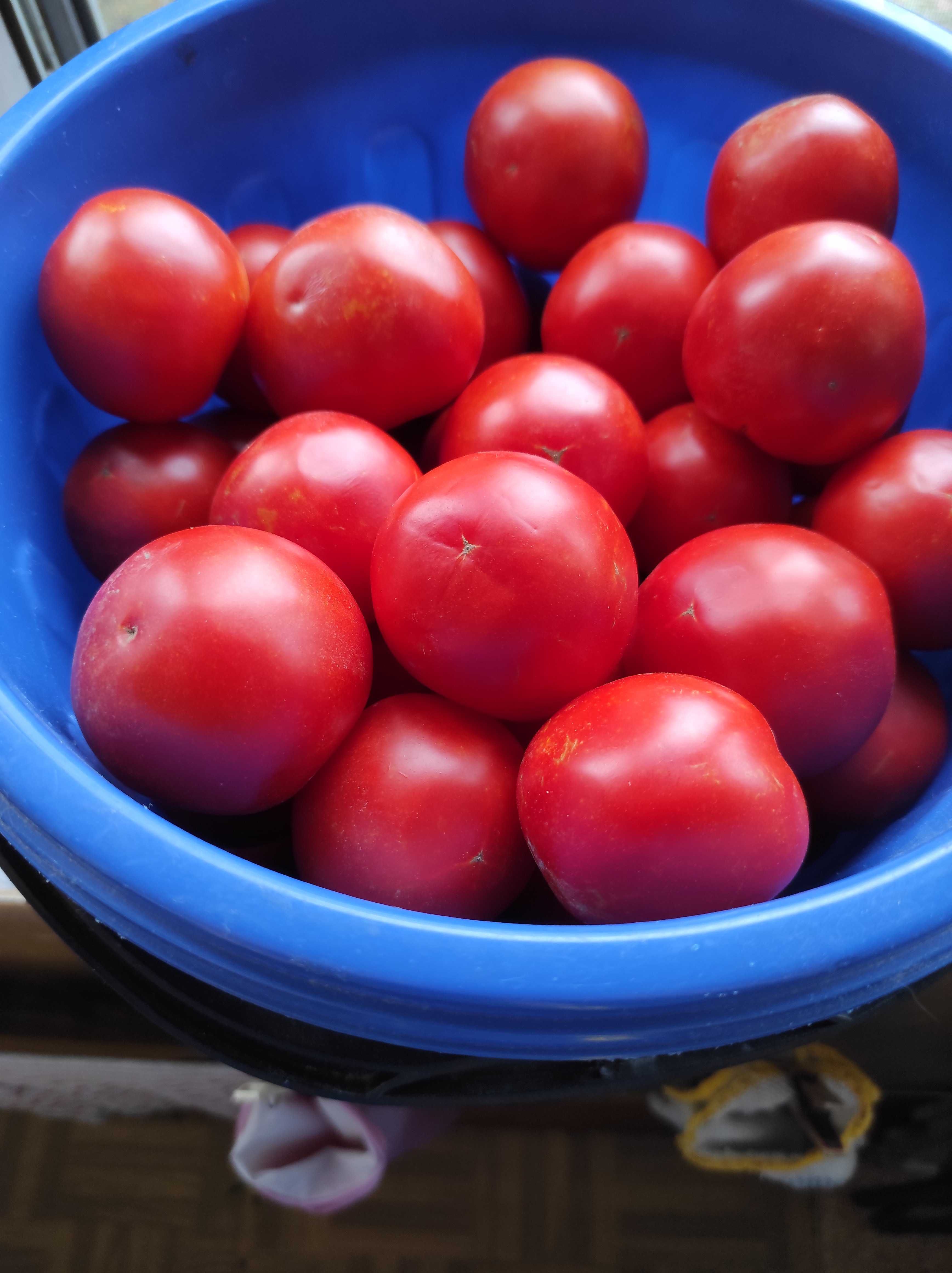 Семена томатов ( пломидор)