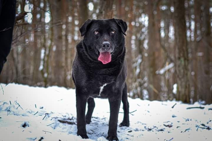 Młody, proludzki psiak w typie Labradora szuka DOMU! Adoptuj!