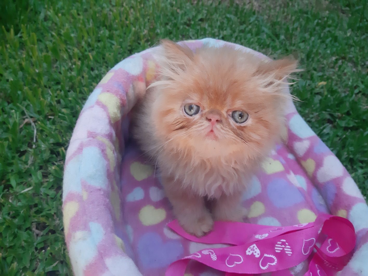 Gato persa red tabby