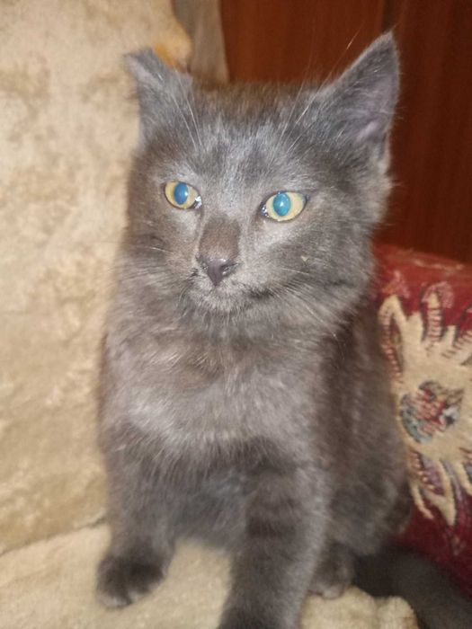 Котенятко в добрі руки