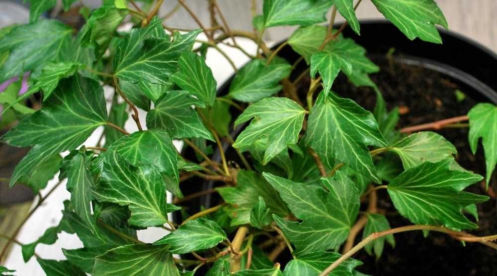 Bluszcz Pospolity 'Green Ripple' - Hedera Helix 10