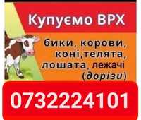 Продам корову корову