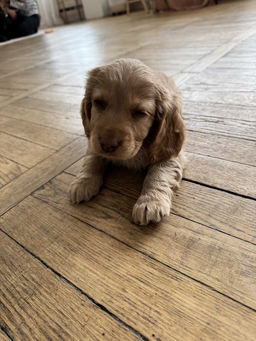 Маленькі цуцики спаніеля . Дітки з документами