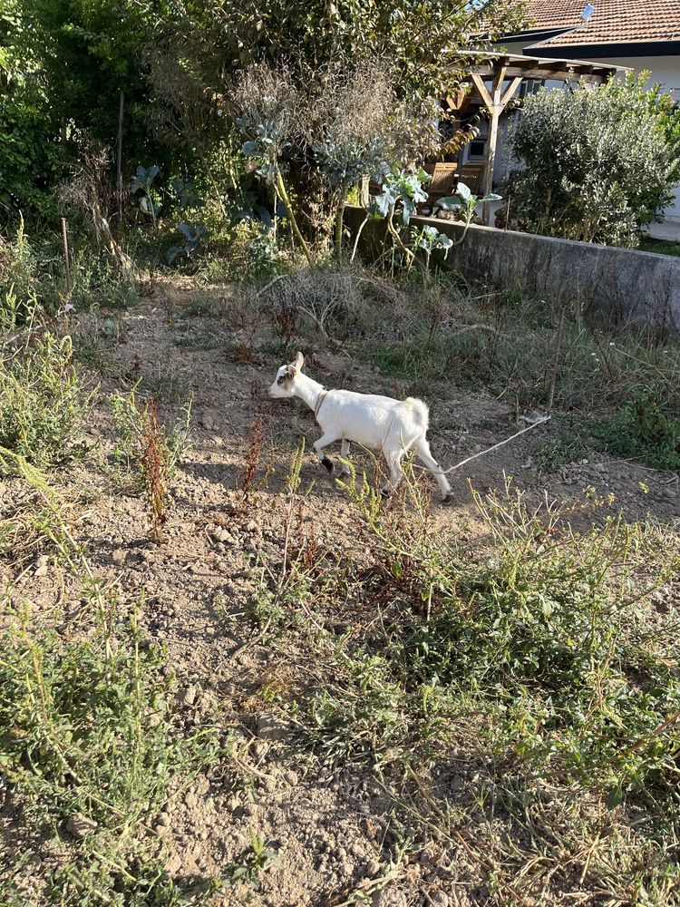 Casal cabras anas com filha