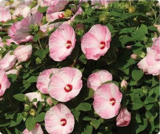 Hibiskusy bylinowe /błotne, bagienne/