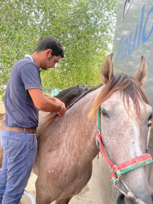 Entrançador de Cavalos