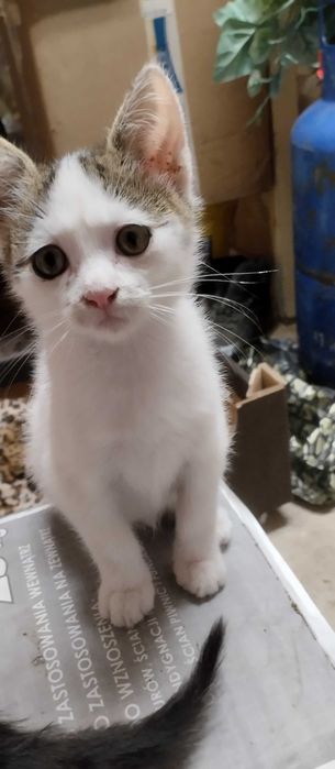 Kotki do adopcji,