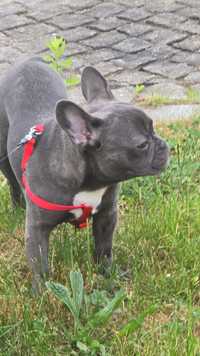 Buldog francuski Blue