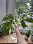 Monstera variegata sadzonka szczyt