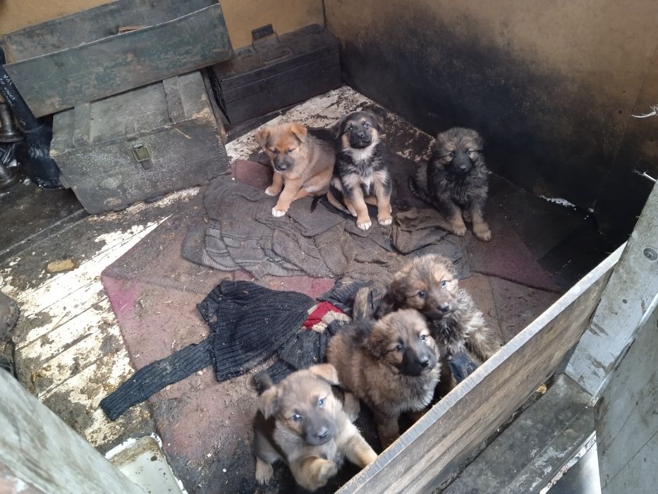 відам в добрі руки цуценят вівчарки